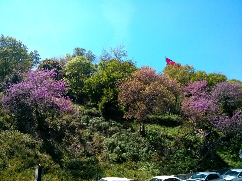 Boğaz ve erguvanlar