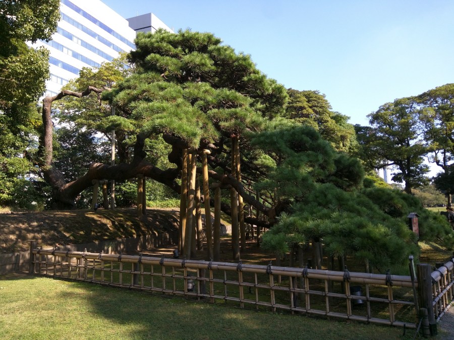 Hamarikyu garden